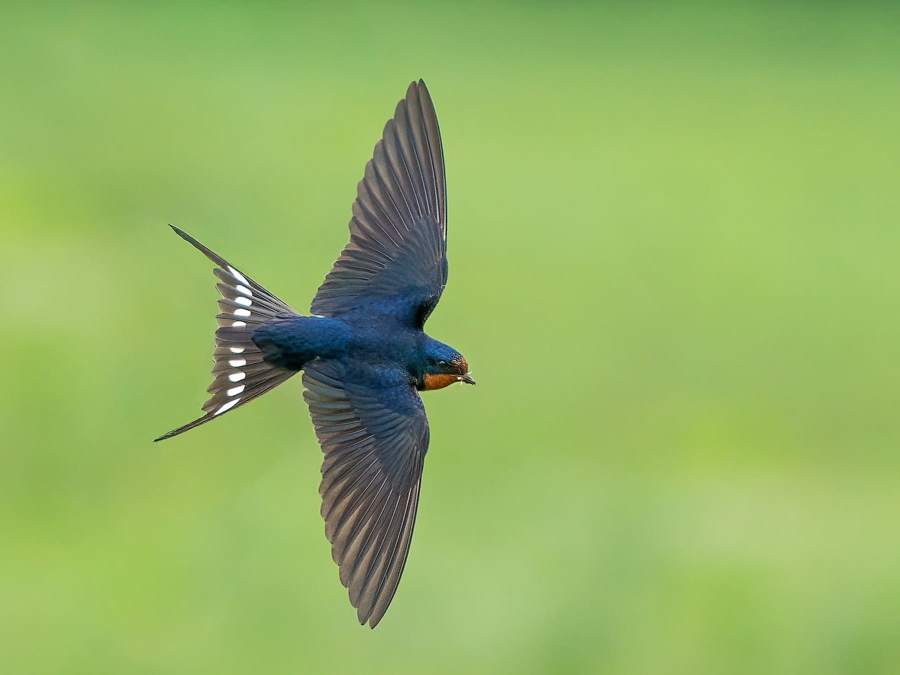 Barn Swallow